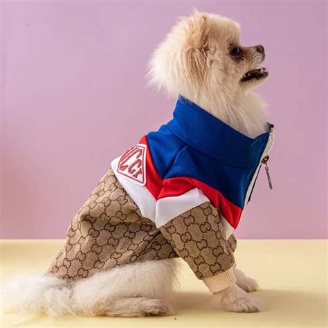 gucci inspired dog